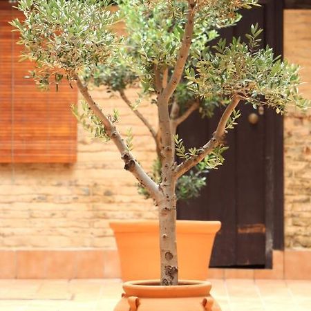 Apartamento Corral De Triana 塞维利亚 外观 照片