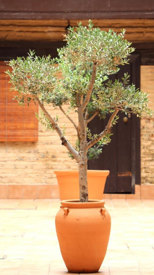 Apartamento Corral De Triana 塞维利亚 外观 照片